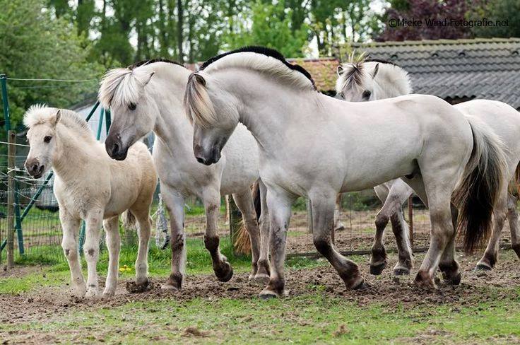 Fjord Horse For Sale